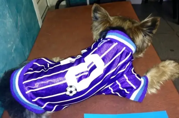 Три кота, ветеринарный центр