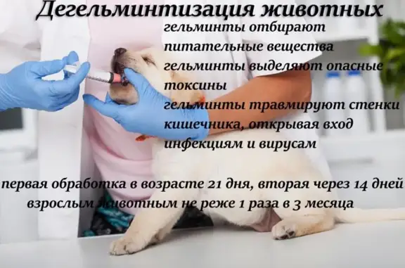 Ветеринарный центр Багира на улице Куникова