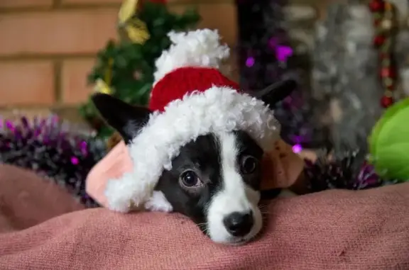 ZooДоктор, служба ветеринарной помощи