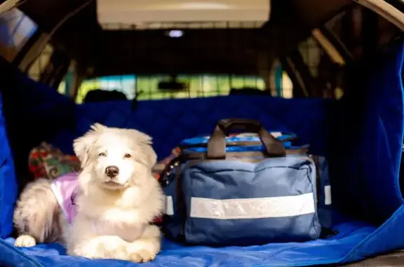 Скорая ветеринарная помощь АНИМАЛИЯ