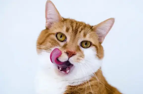 Ветеринарная клиника Лидер