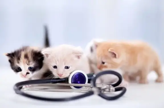 Доктор Вет, ветеринарная сеть