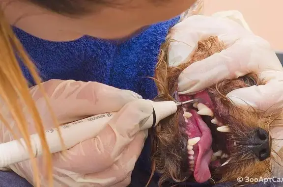 Груминг-салон ЗооАртСалон на улице Малышева