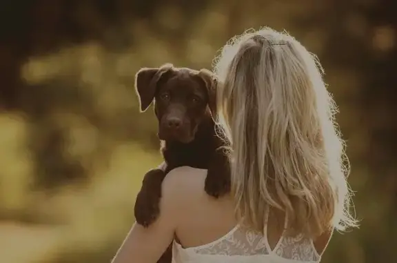 Ветеринарная клиника ПроЛапы на метро Преображенская площадь