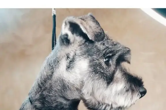 Груминг-студия Хвост и море