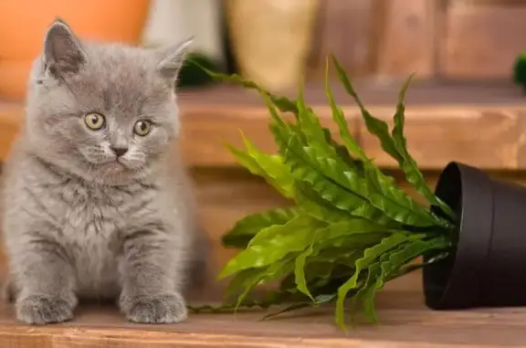 РЫЖИЙ ХВОСТ, ветеринарная клиника, аптека и зоомагазин