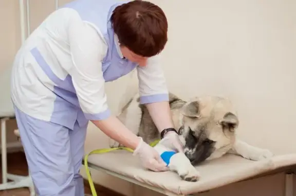 Ветеринарная клиника Счастливчик в Томилино