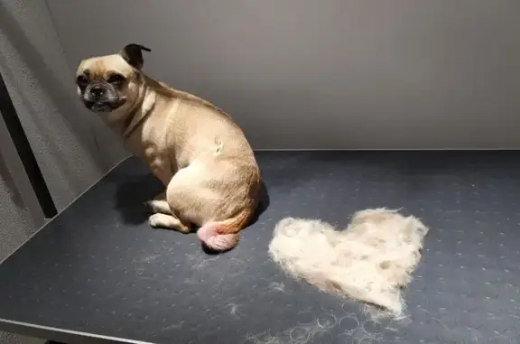 Груминг-студия Той