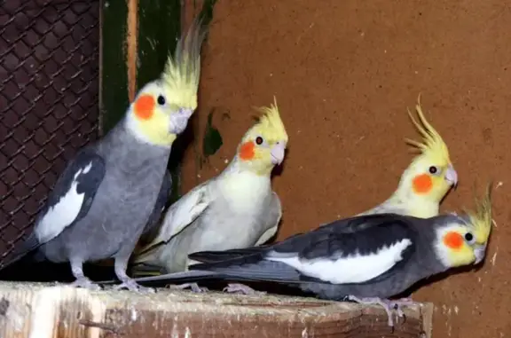 Цито, ветеринарный лечебно-реабилитационный центр