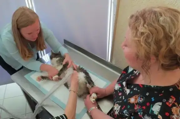 Лина вет, ветеринарная клиника