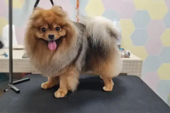 Зоогостиница Forest resort