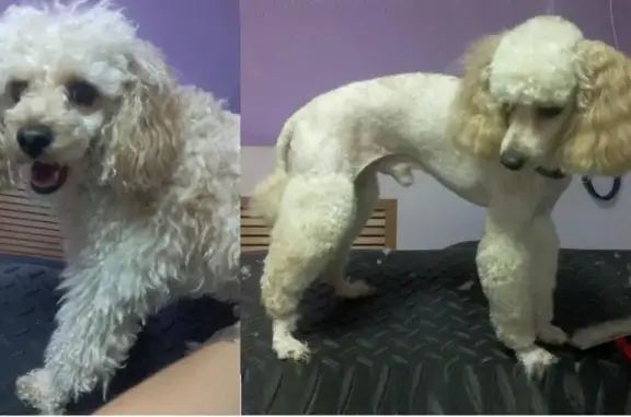 Зоосалон Тинки Винки на Зиповской улице