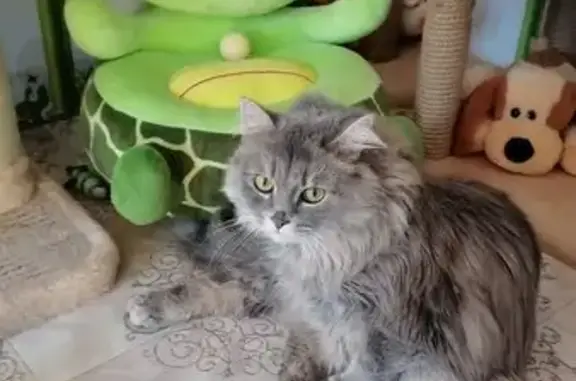 Гостиница для кошек Кот Феликс