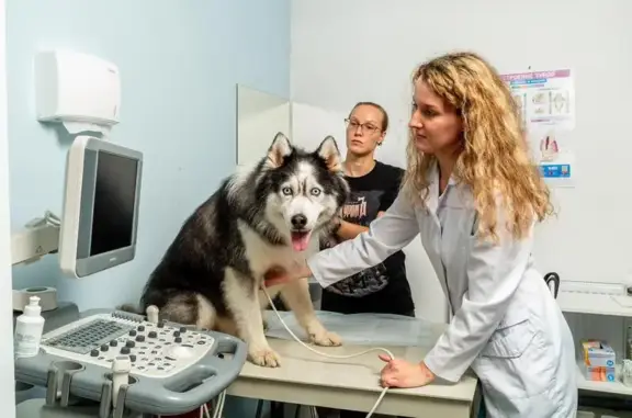 Доктор БелВет, ветеринарная клиника