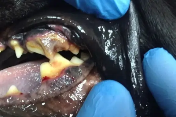 What`s Pet, ветеринарная клиника