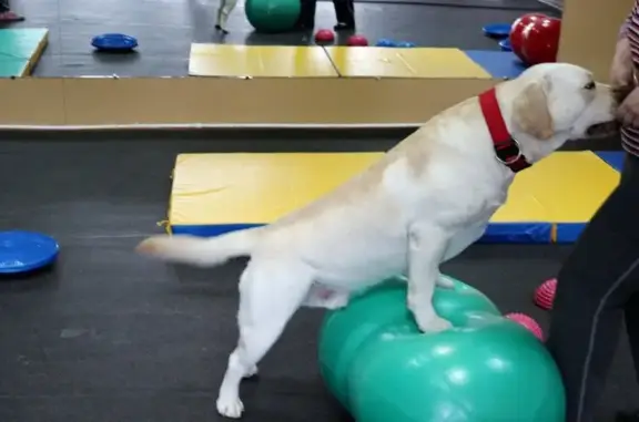 Кинологический центр Dog-city