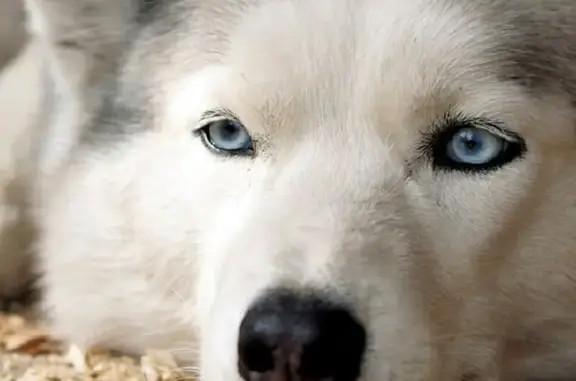 Центр зоокремации РАЛЬФ на Большой улице