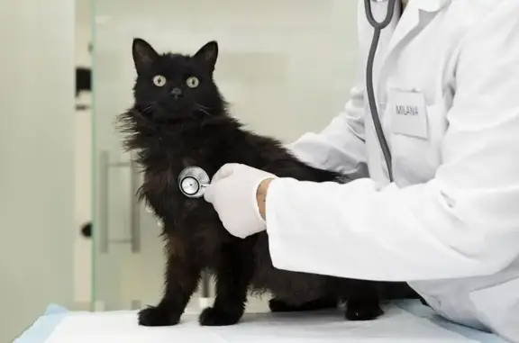 Эксперт, ветеринарная клиника