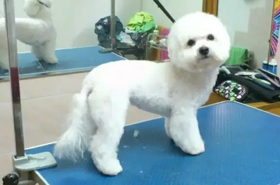 Зоосалон Petgroomer на метро Пионерская