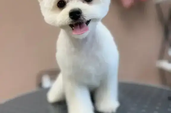 Студия груминга Dog & Cat