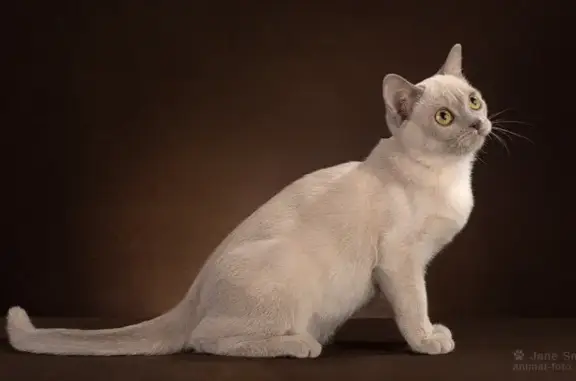 Питомник кошек породы американская бурма Rangpurcat