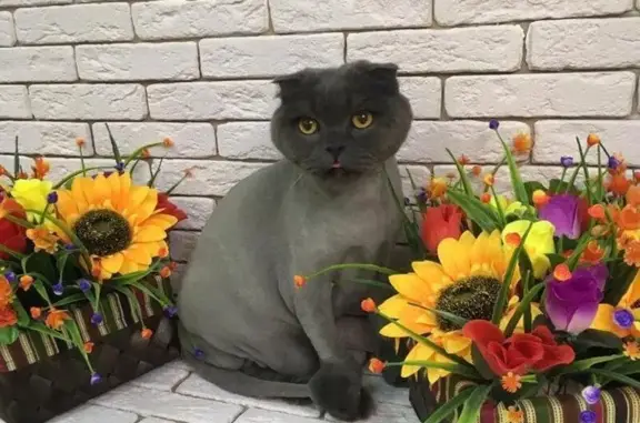 Салон красоты для животных SHERST