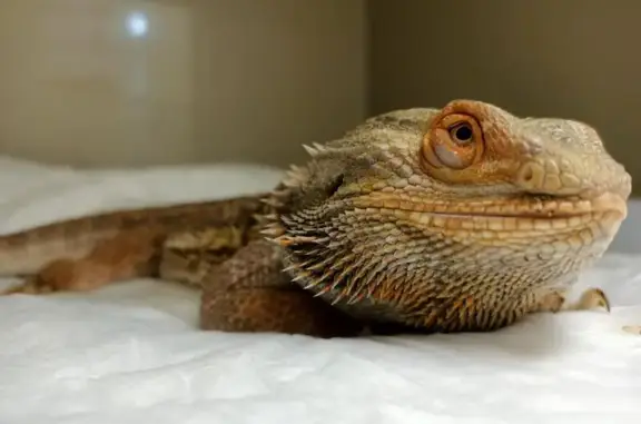 Ветеринарная клиника И Ёж с нами на Малой Бухарестской улице