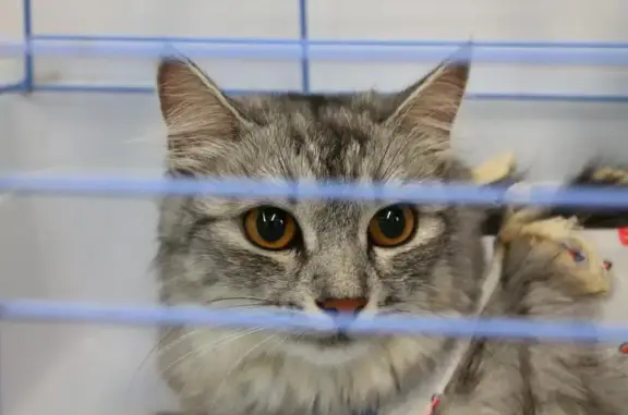 ВитаЭнимал, ветеринарная клиника дерматологии и эндокринологии