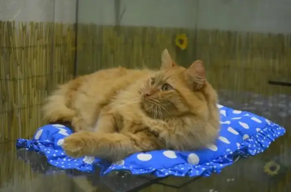 Гостиница для кошек Мурзиквилль на Встречной улице