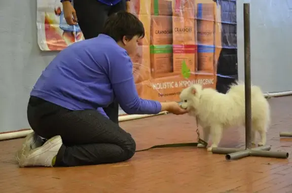 Созвездие большого пса, клуб любителей собаководства