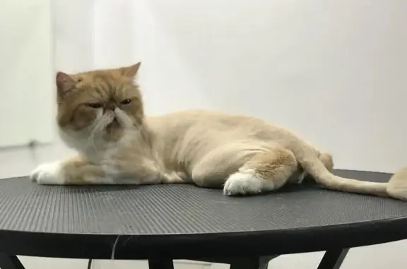 Студия груминга Bomondgroom