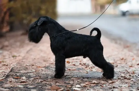 Зоосалон SHOCK DOG Groom на Конной улице