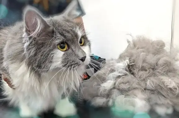 Зоосалон Чесальня