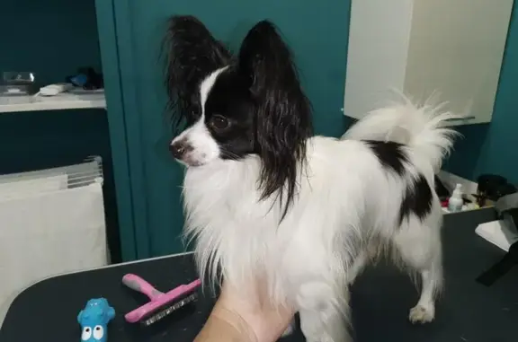 Салон для животных Groom на улице Карла Маркса