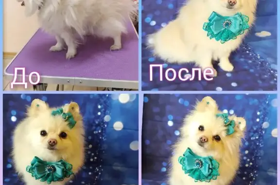 Салон груминга Стиляги