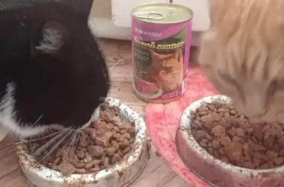 Ветеринарная клиника Зооцентр в Орджоникидзевском районе