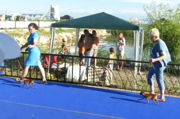 Питомник русских тоев Из Лунной Сонаты