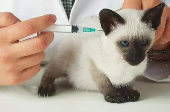 Айболит, ветеринарная клиника