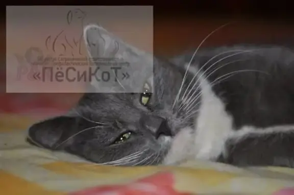 Феникс, ветеринарный госпиталь