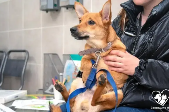 Зоозащита НН, стационарное отделение