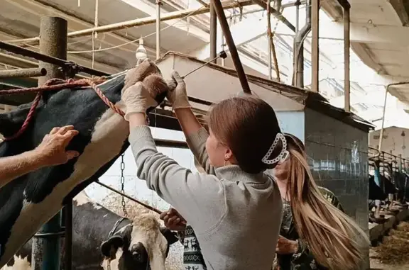 Medical-Vet, ветеринарная клиника