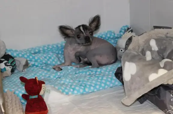 Эпиона, ветеринарный центр