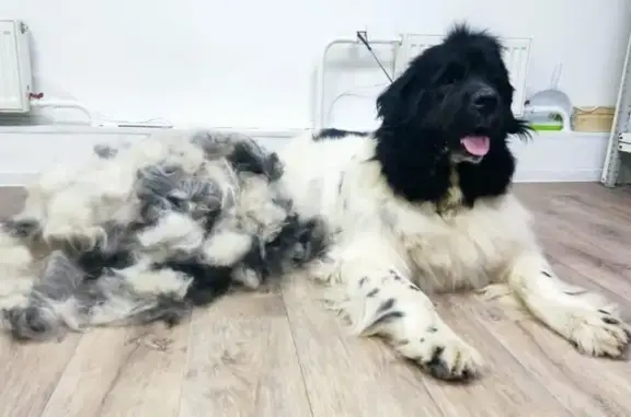 Груминг-кабинет У БенДжо на метро Спортивная