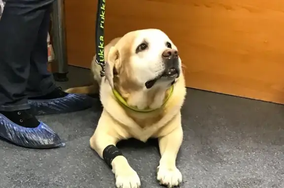 Ветеринарная клиника в Октябрьском районе