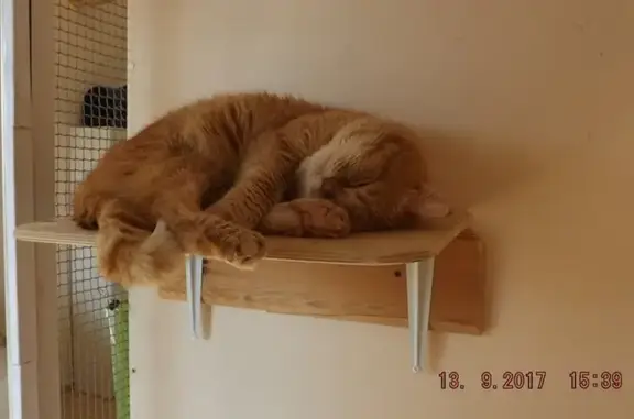 Гостиница для кошек и котов Муся моя, Муся на Усадебной улице, 28