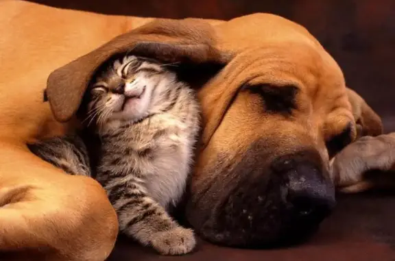 Балу, ветеринарный центр