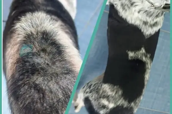 Счастливая морда на Ставропольской, ветеринарная клиника