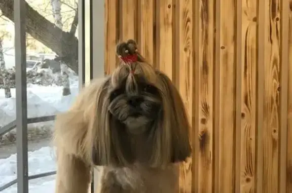 Зоосалон, детский садик для собак #Любимыйгрумер на улице Зои Космодемьянской