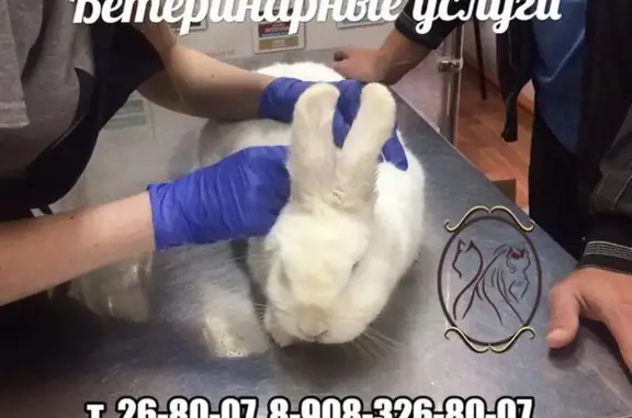 Четыре с хвостиком, ветеринарный центр