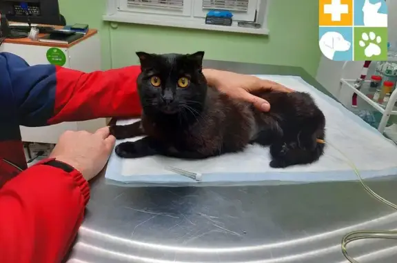 Веда, ветеринарная клиника